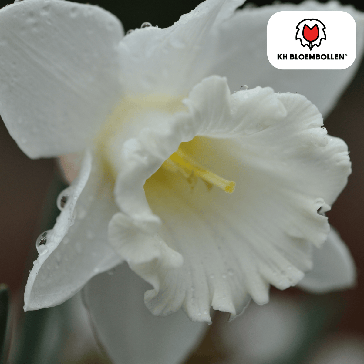 Narcissus 'Snow Baby', zuiver witte mini-narcis, 20 bollen, plant in pot