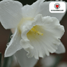 Narcissus 'Snow Baby', zuiver witte mini-narcis, 20 bollen