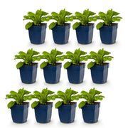 Digitalis Tricolour - Vingerhoedskruid - Schaduw - Roze - Paars - Wit - 12 Planten