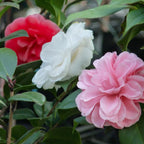 Camelia japonica Tricolour, groene bladeren