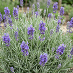 Lavendel Lavandula Dwarf Blue paars