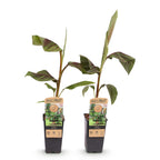 Productafbeelding van Pureplant