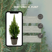 2x Picea glauca Perfecta