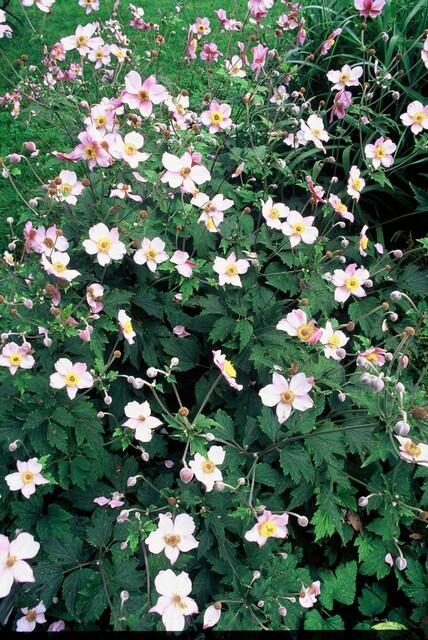 Anemone tom. 'Robustissima', detail van het blad