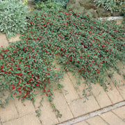 Cotoneaster dam. &
