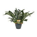 Productfoto van Platycerium Bifurcatum