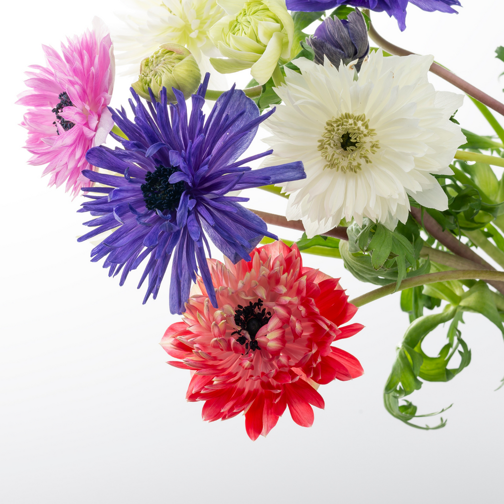 Anemone coronaria, dubbele anemonen gemengd, 30 knollen, detail van het blad
