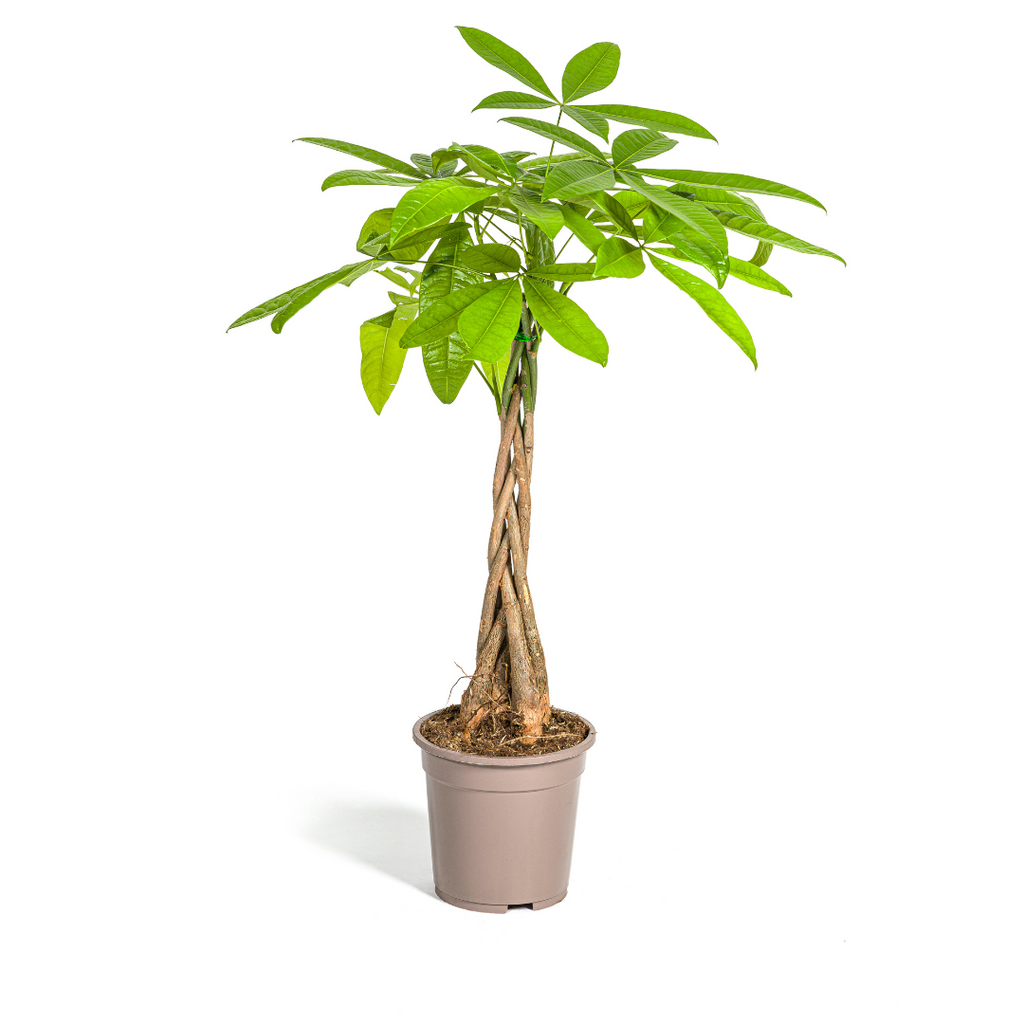 Pachira Aquatica, plant in pot