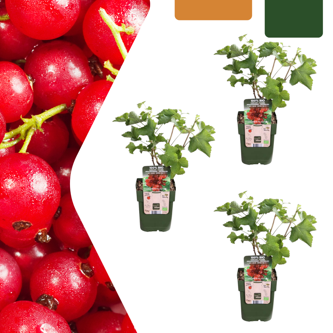 3 x Biologische Kruisbessenplanten, groeiwijze van de plant