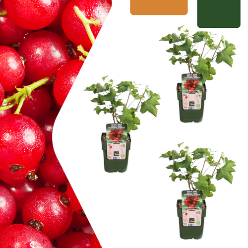 3 x Biologische Kruisbessenplanten, groeiwijze van de plant