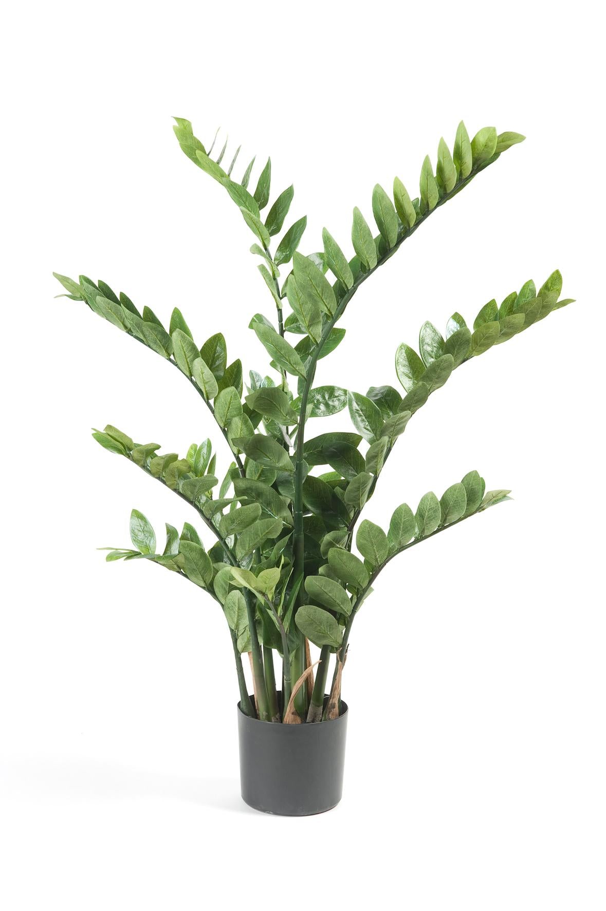 Productafbeelding van Pureplant