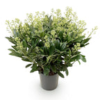 Skimmia japonica Finchy, 60 cm hoog, gezonde plant