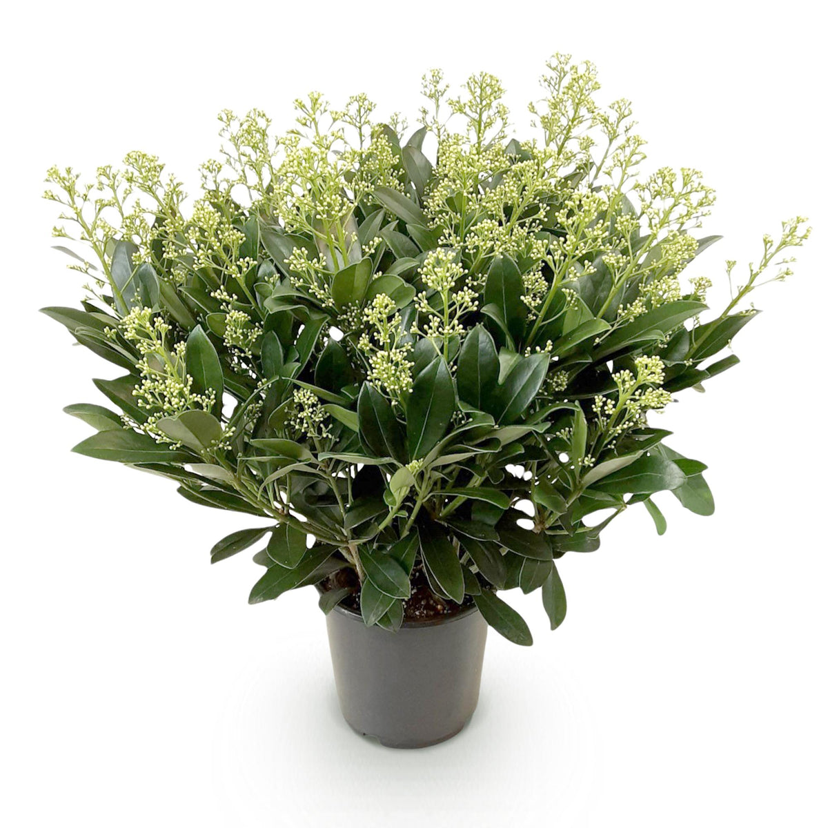 Skimmia japonica Finchy, 60 cm hoog, gezonde plant
