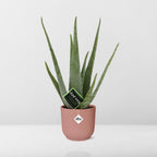 Detailfoto van Aloe Vera 12cm in ELHO Vibes Fold 14cm roze