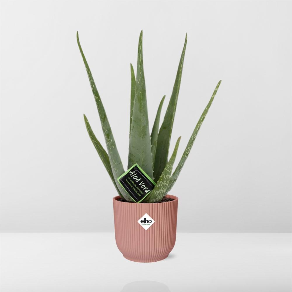 Detailfoto van Aloe Vera 12cm in ELHO Vibes Fold 14cm roze