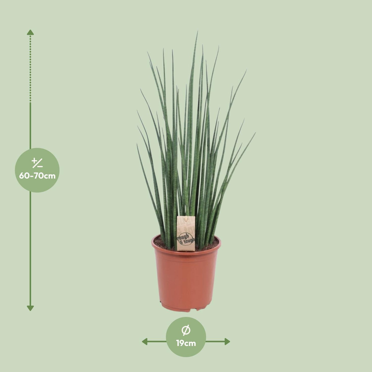 Detailfoto van Sansevieria Mikado
