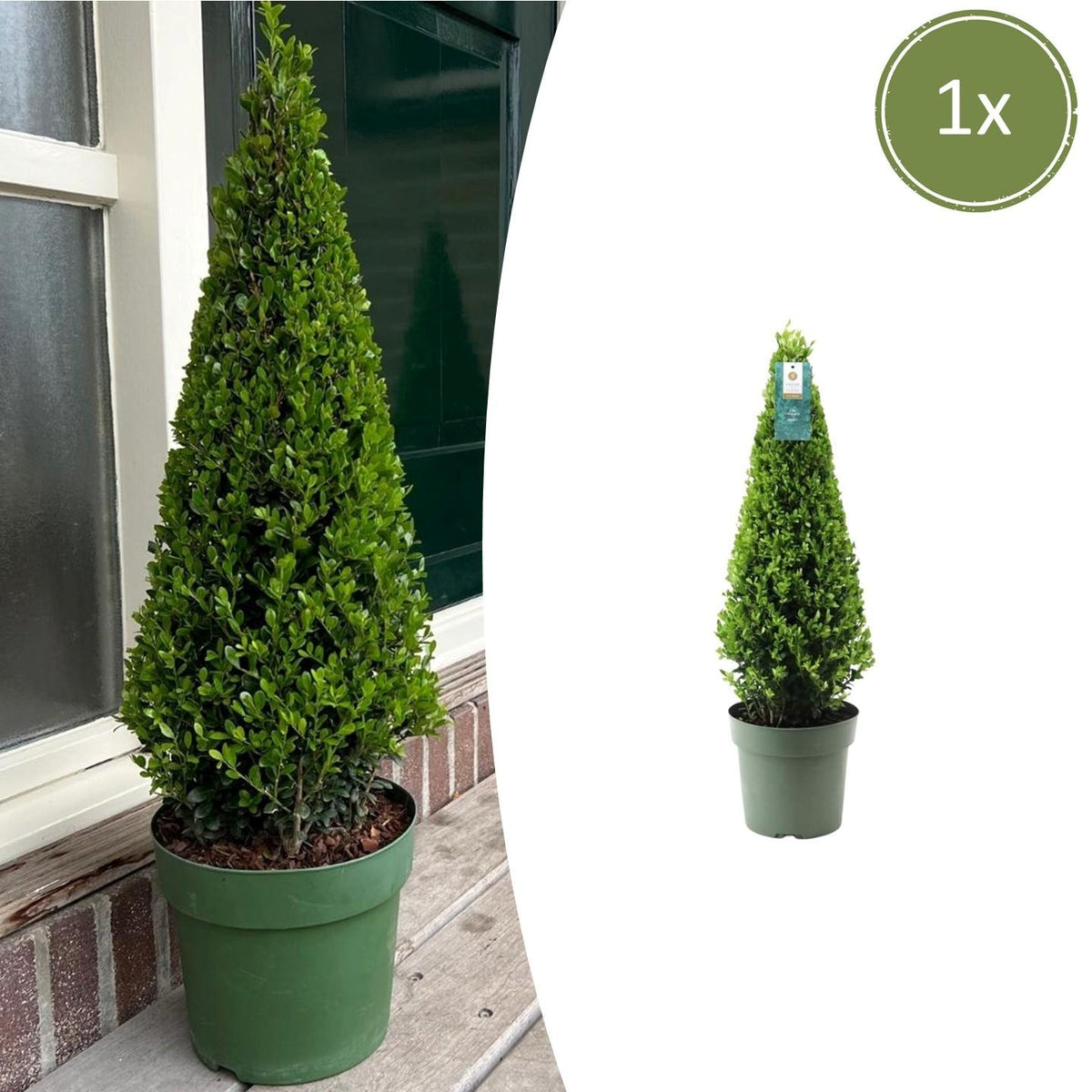 Ilex piramide | Ø, groeiwijze van de plant
