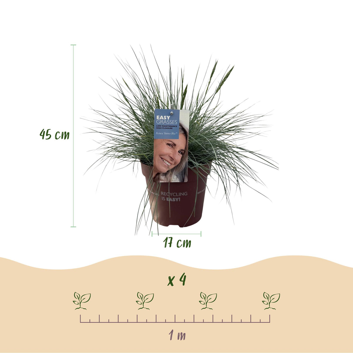 4x Festuca glauca Intense Blue, groene bladeren