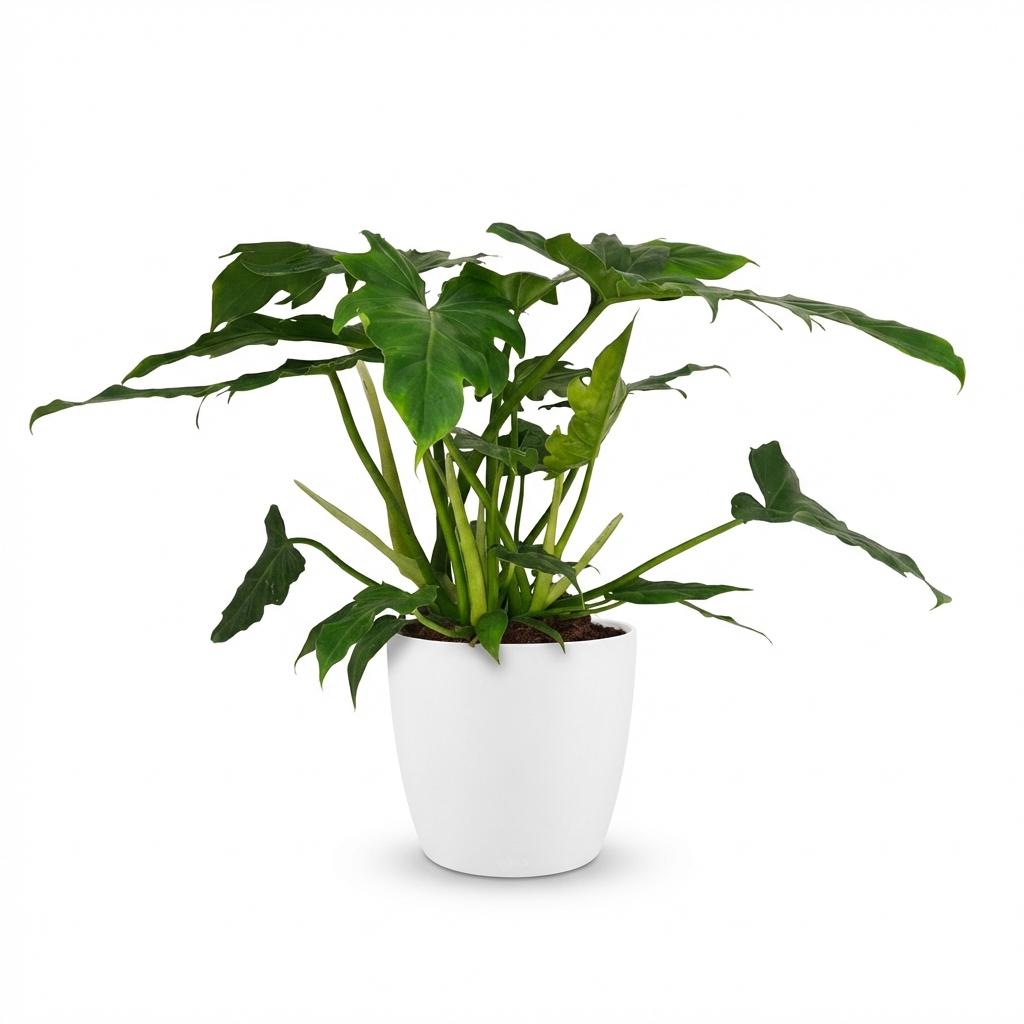 Philodendron Lacerum met witte pot, detail van het blad