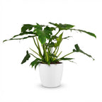 Philodendron Lacerum met witte pot, detail van het blad