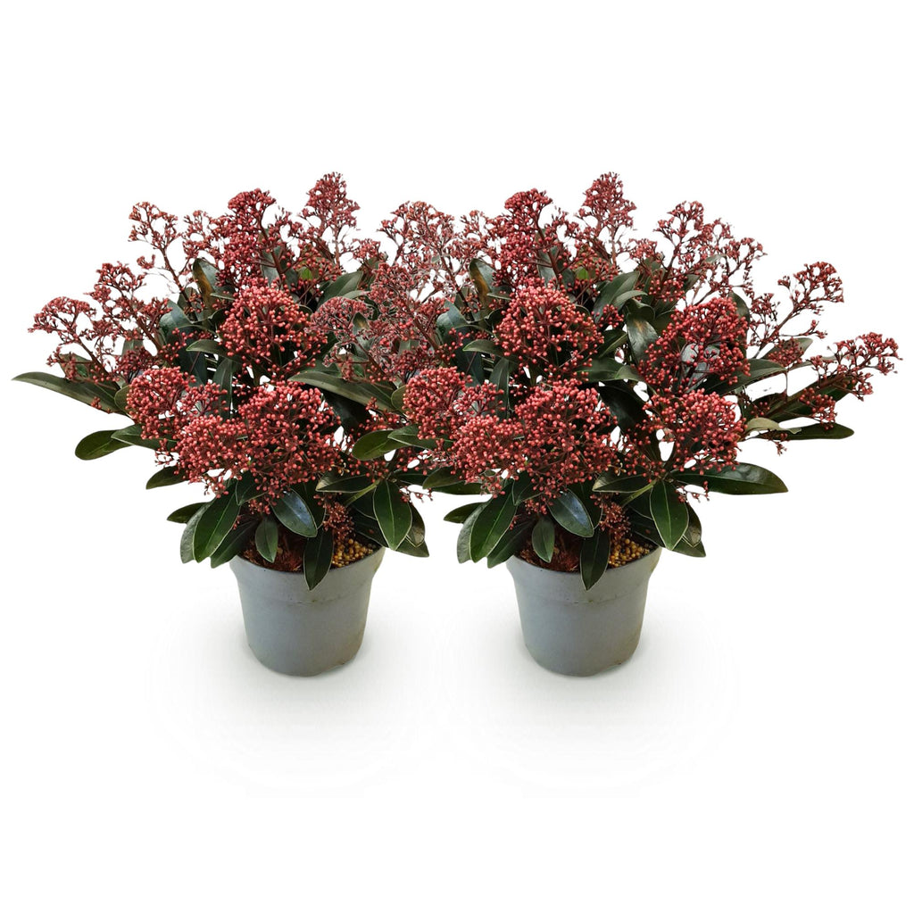 Skimmia japonica Rubella, 30 cm hoog, groene bladeren