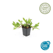Persicaria aff. &