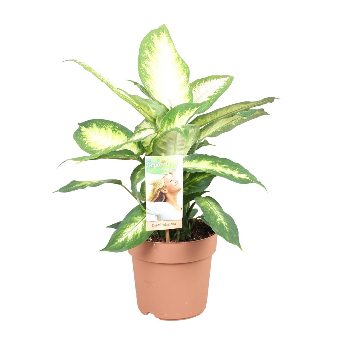Productfoto van Dieffenbachia Camilla