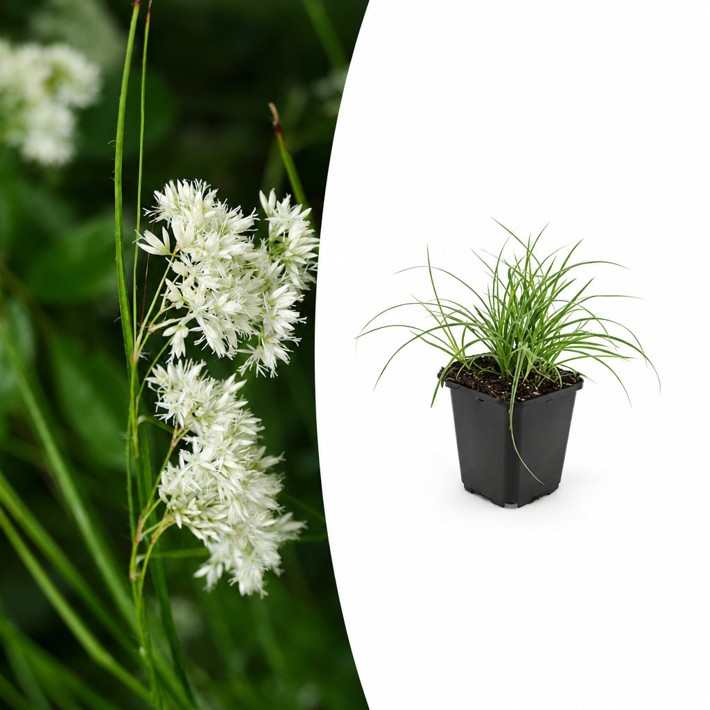 Luzula nivea, plant in pot