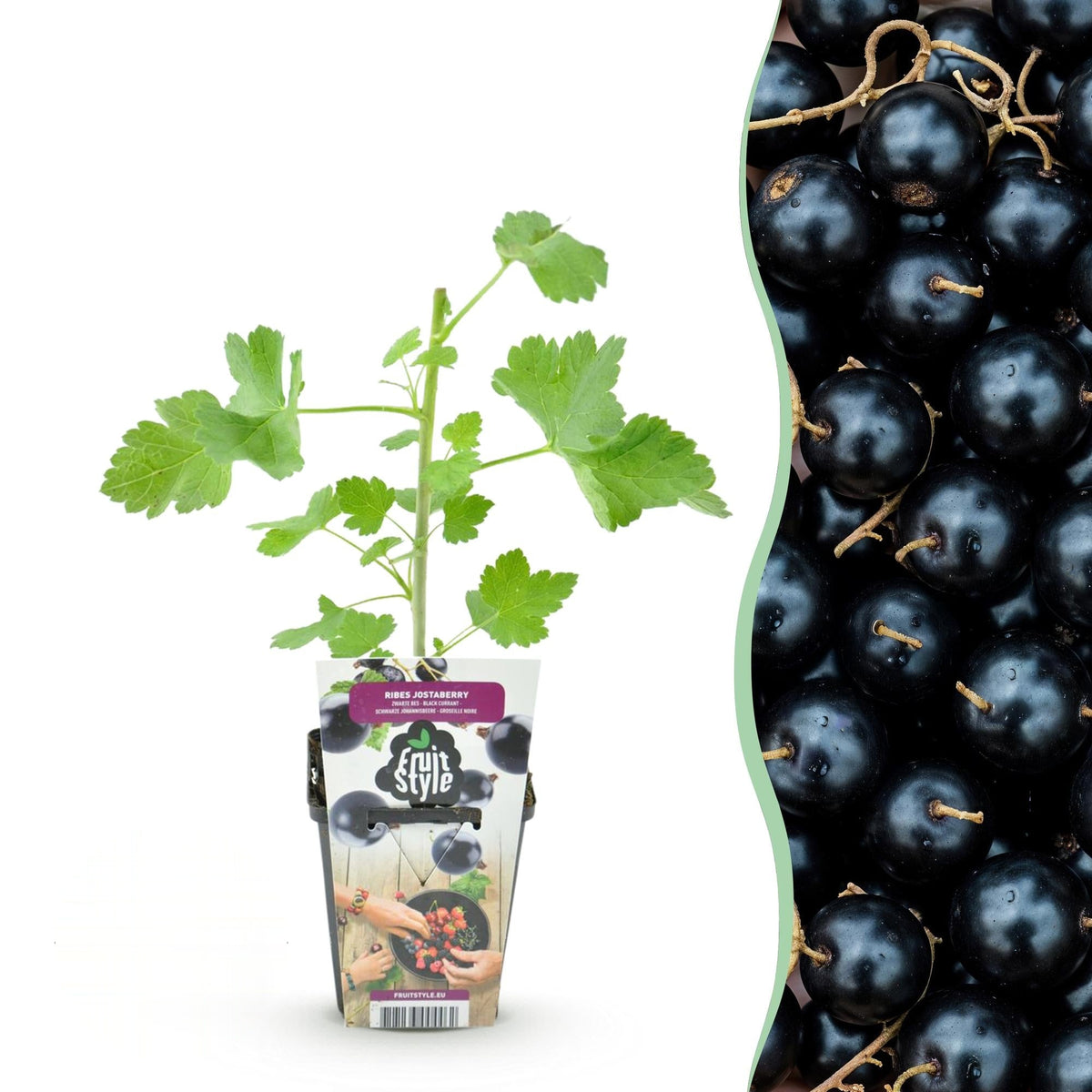 Jostabes Ribes Jostabes, detail van het blad