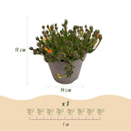 Delosperma Jewel of Dessert, groeiwijze van de plant