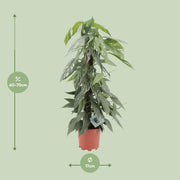 Epipremnum Pinnatum Cebu Blue