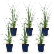 Cortaderia sell. Pumila - Dwergpampasgras - Met Pluim - Grijs - 6 Planten