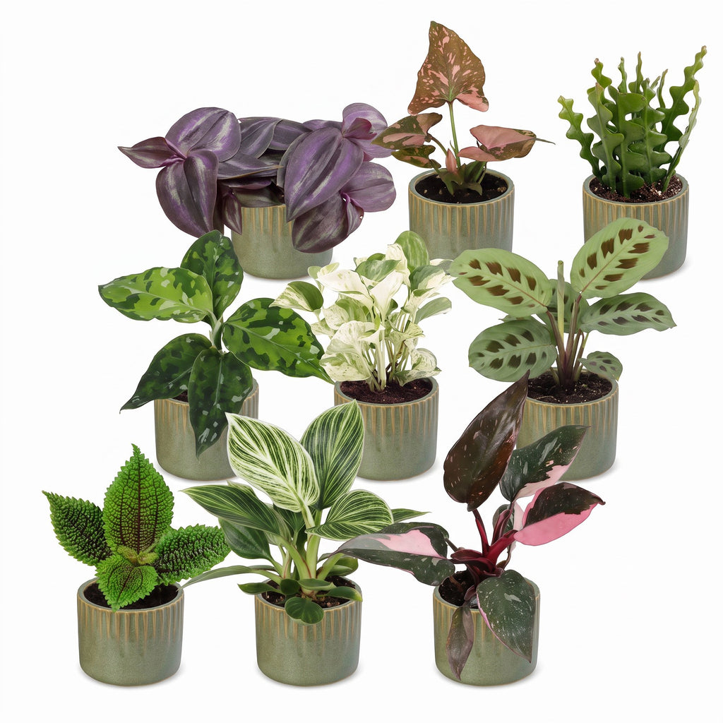 9x Baby Plants Surprise Box - Verrassingsbox kleine planten - Diversen - Tropisch - incl. Linnea Olive - Ø6cm - ↕5-15cm, detail van het blad