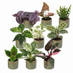 9x Baby Plants Surprise Box - Verrassingsbox kleine planten - Diversen - Tropisch - incl. Linnea Olive - Ø6cm - ↕5-15cm, detail van het blad
