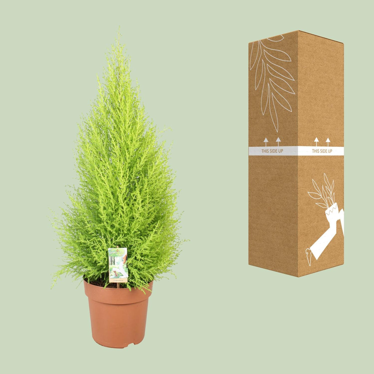 Detailfoto van Cupressus Goldcrest Wilma