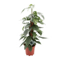 Productfoto van Epipremnum Pinnatum Cebu Blue