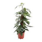 Productfoto van Epipremnum Pinnatum Cebu Blue