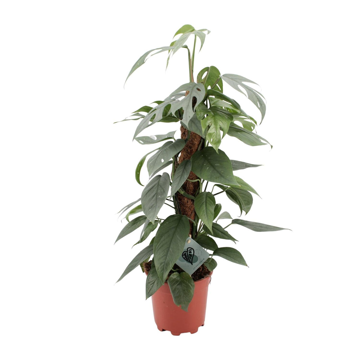 Productfoto van Epipremnum Pinnatum Cebu Blue