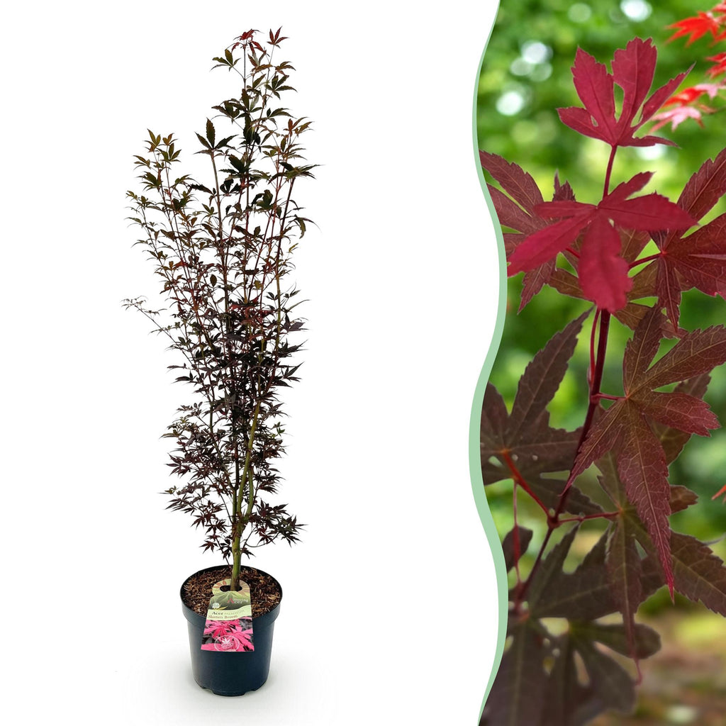Acer palmatum Skeeters Broom, detail van het blad