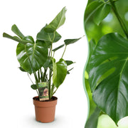 Monstera Deliciosa, 50-55 cm hoog