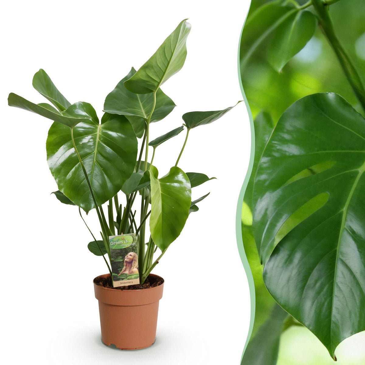 Monstera Deliciosa, 50-55 cm hoog, detail van het blad