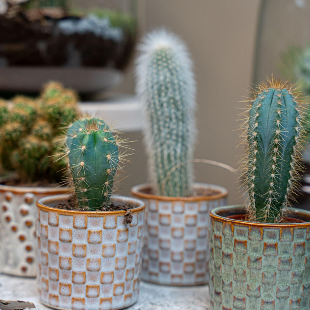 Cactus Set van 6 in Keramische Mini Potjes Madrid, sierlijke plant