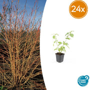 24x Cornus sang. &