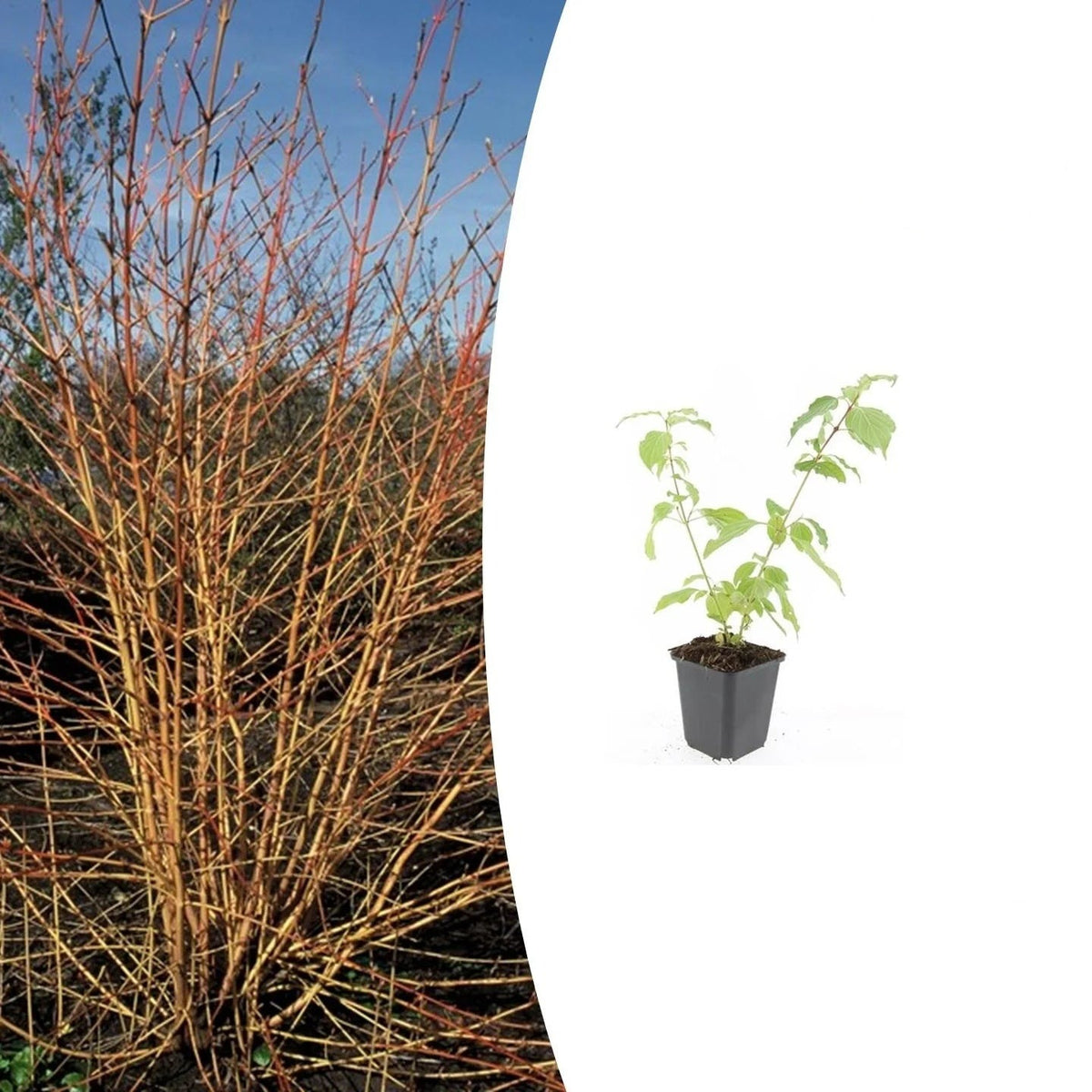 Cornus sang. 'Anny's Winter Orange', groene bladeren