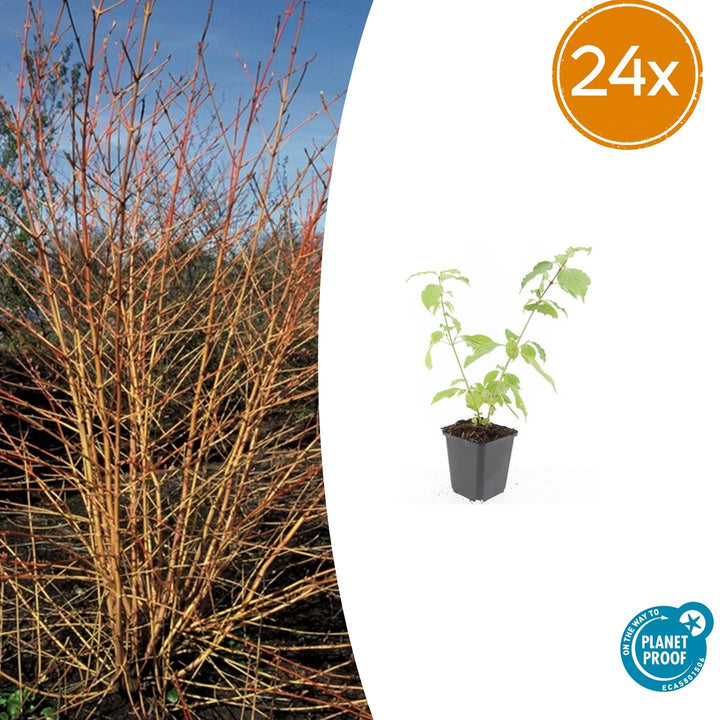24x Cornus sang. &