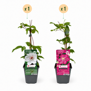 Clematis duo roze en wit - bosrank - set van 2 - Ø9 cm