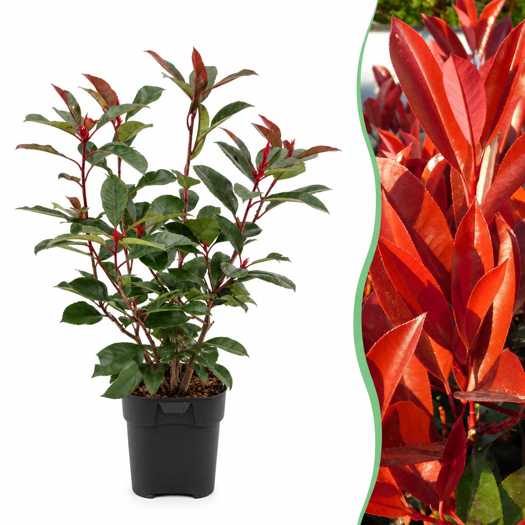 Photinia fraseri Red Robin, detail van het blad