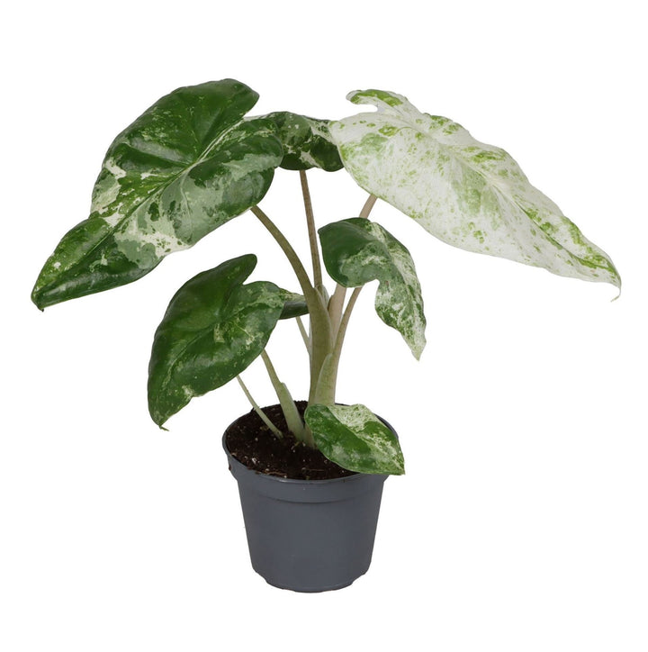 Alocasia odora &