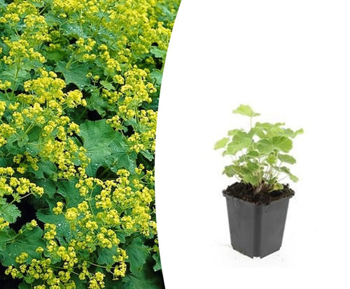 Alchemilla mollis, plant in pot