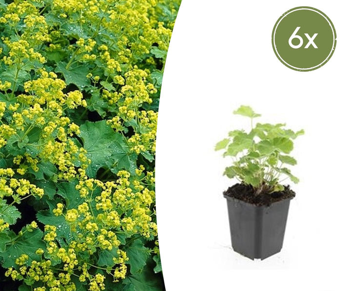 Alchemilla mollis